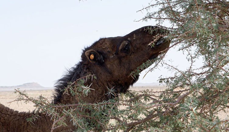 How do camels survive in deserts? | Natural History Museum