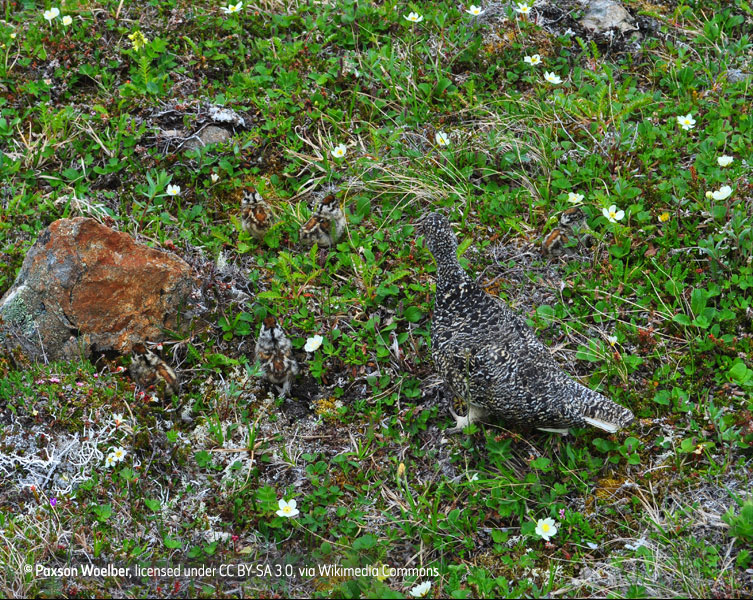 Can you spot the hidden animals that use cunning camouflage? | Natural ...