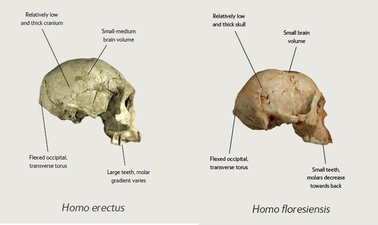 Homo floresiensis: the real-life 'hobbit'? | Natural History Museum