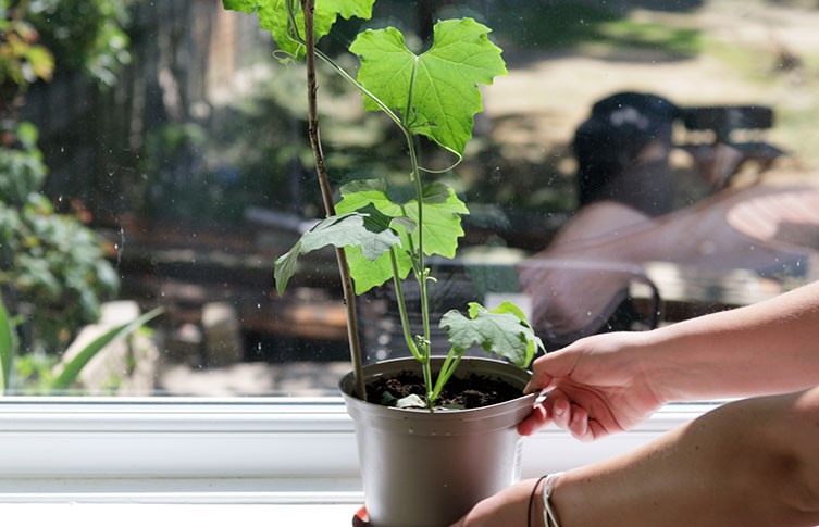 How to grow a loofah | Natural History Museum