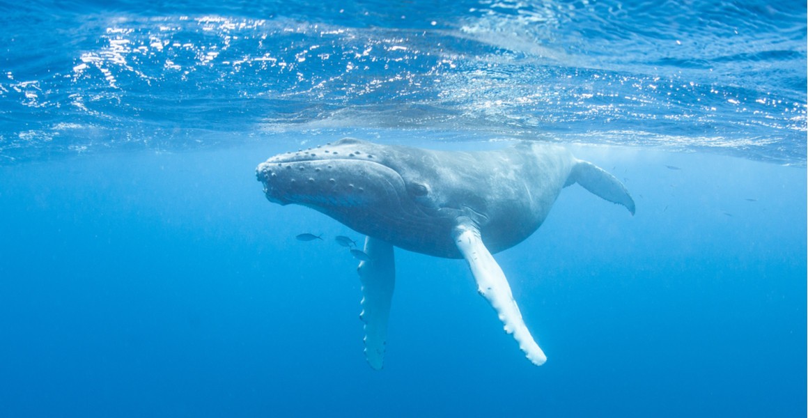 Artificial whale poo could help restore ocean biodiversity | Natural ...