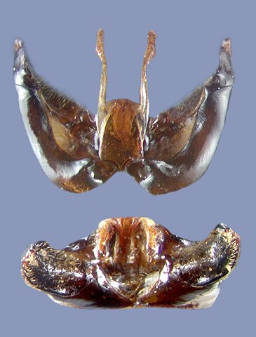 kirbiellus