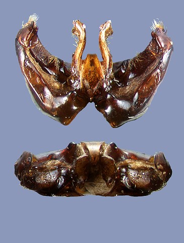 tunicatus