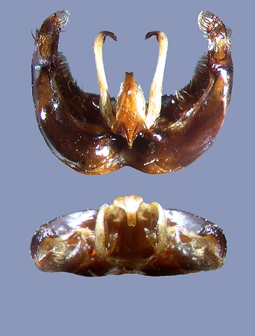 rufocinctus