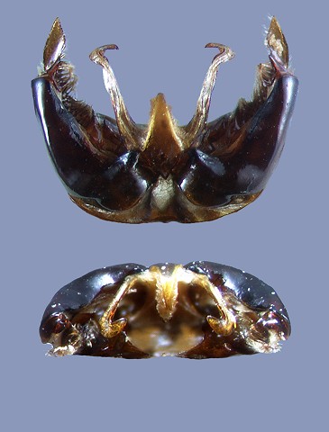 semenoviellus