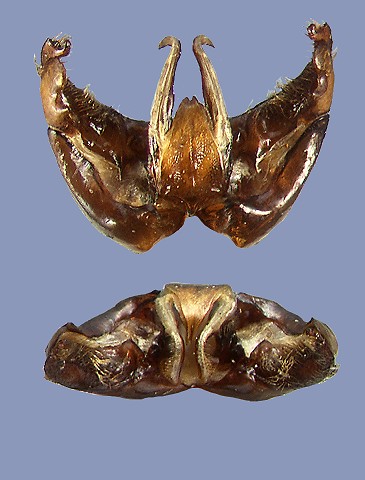 miniatocaudatus