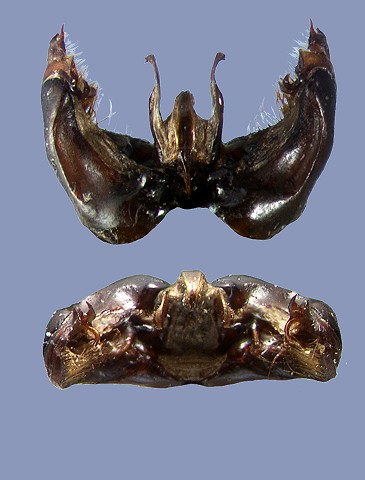 albopleuralis