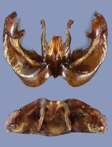 bicoloratus