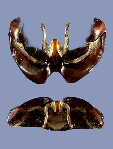 kulingensis