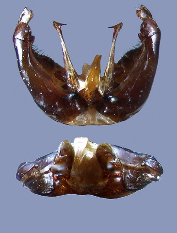 lapidarius