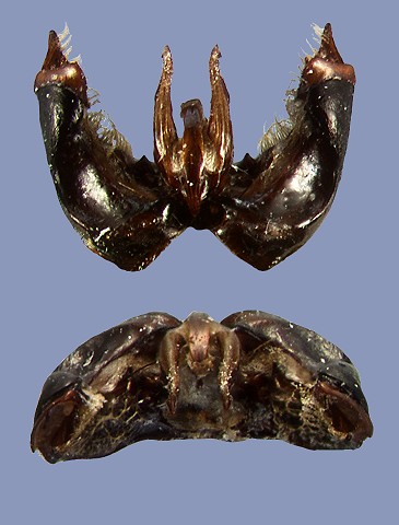 funerarius