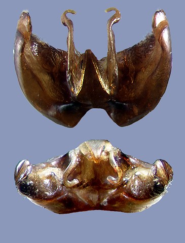 cingulatus