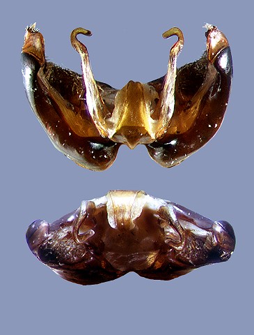 dimidiatus