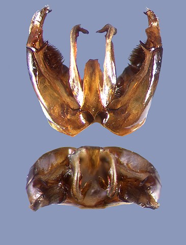 miniatocaudatus