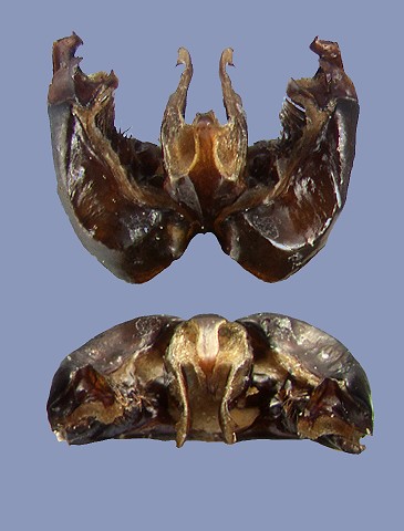 alboluteus