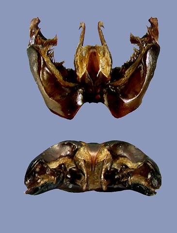 albopauperatus