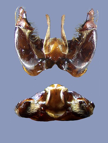 bellicosus