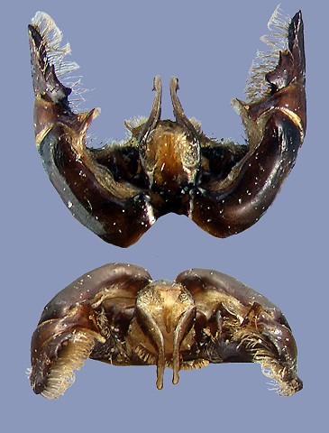 mucidus