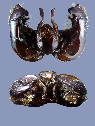 transversalis