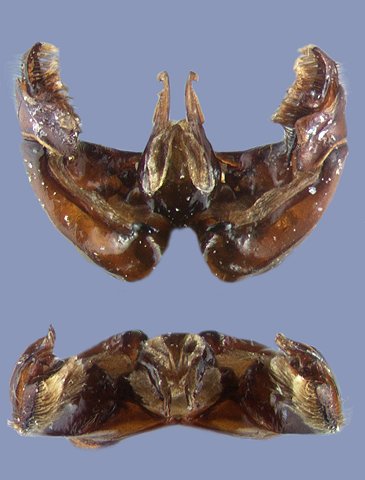 zonatus