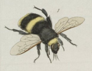 B. terrestris