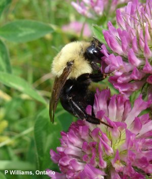 B. citrinus